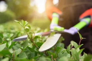 Chcesz dowiedzieć się ile kosztuje usługa ogrodnicza, strzyżenie, przycinanie, sadzenie? Sprawdź najnowszy cennik usług ogrodniczych dostępny na smartfony.